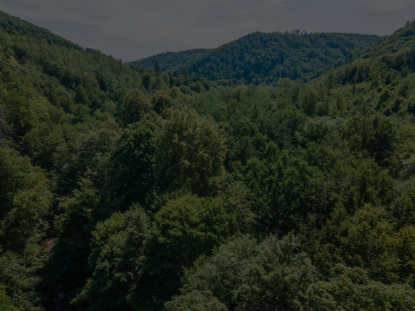 Zalesněné údolí řeky Odry v Oderských vrších